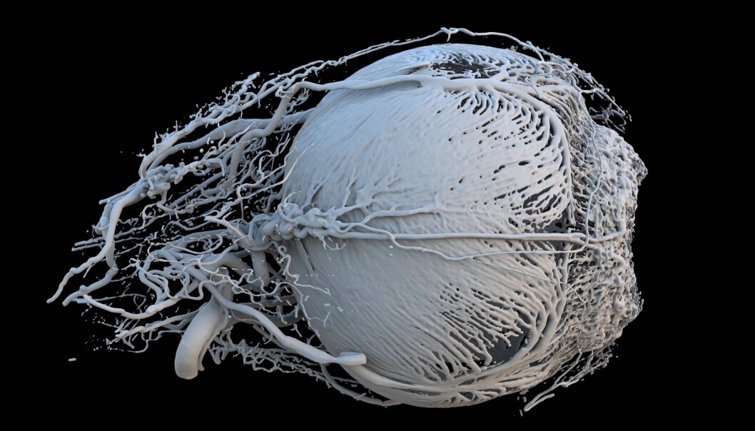 På denne 3D-modellen av øyet til en minigris ser du pupillåpningen til høyre. Blodårene som forsyner øyemusklene med energi, kan bli så tynne som 20 mikrometer (0,02 millimeter). (Foto: Peter M. Maloca, OCTlab at the University of Basel og Moorfields Eye Hospital, Christian Schwaller, Ruslan Hlushchuk, University of Bern og Sébastien Barré) På denne 3D-modellen av øyet til en minigris ser du pupillåpningen til høyre. Blodårene som forsyner øyemusklene med energi, kan bli så tynne som 20 mikrometer (0,02 millimeter). (Foto: Peter M. Maloca, OCTlab at the University of Basel og Moorfields Eye Hospital, Christian Schwaller, Ruslan Hlushchuk, University of Bern og Sébastien Barré)