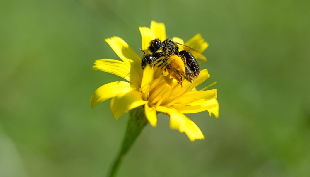Hva disse to villbiene (Panurgus calcaratus) holder på med, skal ikke jeg legge meg borti, men det er tydelig at de pollenbefengte kroppene deres bidrar til å befrukte blomster. Foto: Arnstein Staverløkk Hva disse to villbiene (Panurgus calcaratus) holder på med, skal ikke jeg legge meg borti, men det er tydelig at de pollenbefengte kroppene deres bidrar til å befrukte blomster. Foto: Arnstein Staverløkk