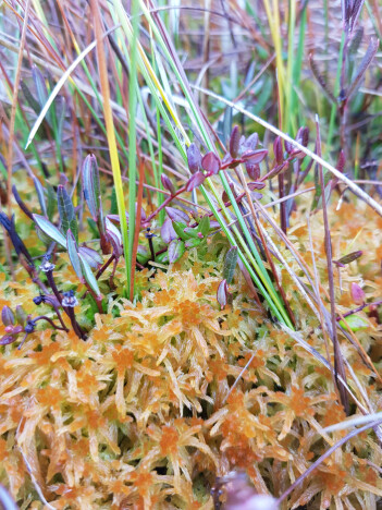 Trøndertorvmoser <i>Sphagnum troendelagicum</i> er en hybrid art som bare finnes i (Nord-)Trøndelag. Den har trekk fra begge sine foreldre. (Foto: Magni Olsen Kyrkjeeide) Trøndertorvmoser <i>Sphagnum troendelagicum</i> er en hybrid art som bare finnes i (Nord-)Trøndelag. Den har trekk fra begge sine foreldre. (Foto: Magni Olsen Kyrkjeeide)