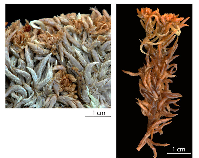 Torvmosen <i>Sphagnum × lydiae</i> ble første gang funnet på Tsjukotka i Russland i 1970, og senere på Wrangeløya i 1985. Det eksisterer ikke bilde av arten ute i naturen, dermed må individene samlet inn til herbariet duge. Foto: Kjell Ivar Flatberg Torvmosen <i>Sphagnum × lydiae</i> ble første gang funnet på Tsjukotka i Russland i 1970, og senere på Wrangeløya i 1985. Det eksisterer ikke bilde av arten ute i naturen, dermed må individene samlet inn til herbariet duge. Foto: Kjell Ivar Flatberg