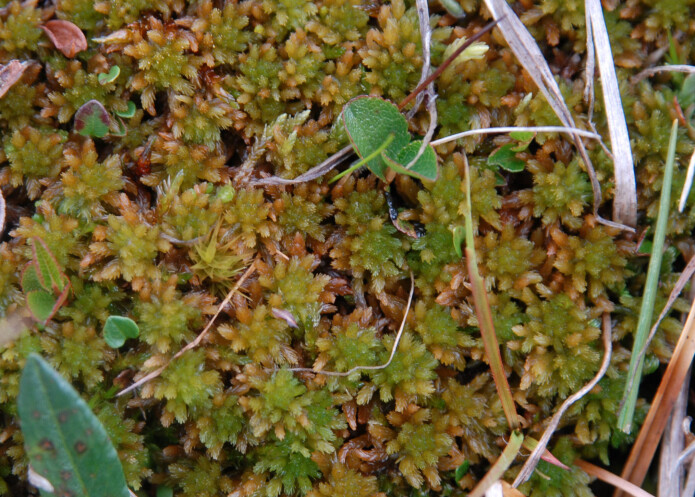 <i>Sphagnum incundum</i> er antakeligvis mammaen til flere torvmosearter i Arktis. (Foto: Magni Olsen Kyrkjeeide) <i>Sphagnum incundum</i> er antakeligvis mammaen til flere torvmosearter i Arktis. (Foto: Magni Olsen Kyrkjeeide)
