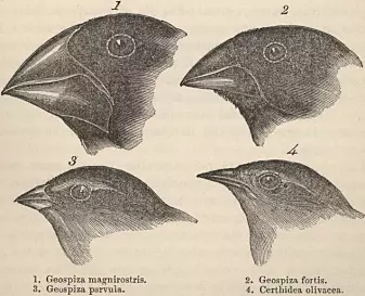 Darwins tegninger av fire galápagosfinker i <i>The Voyage of the Beagle</i>.