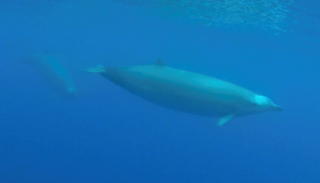 Første undervannsvideo av sjelden hval