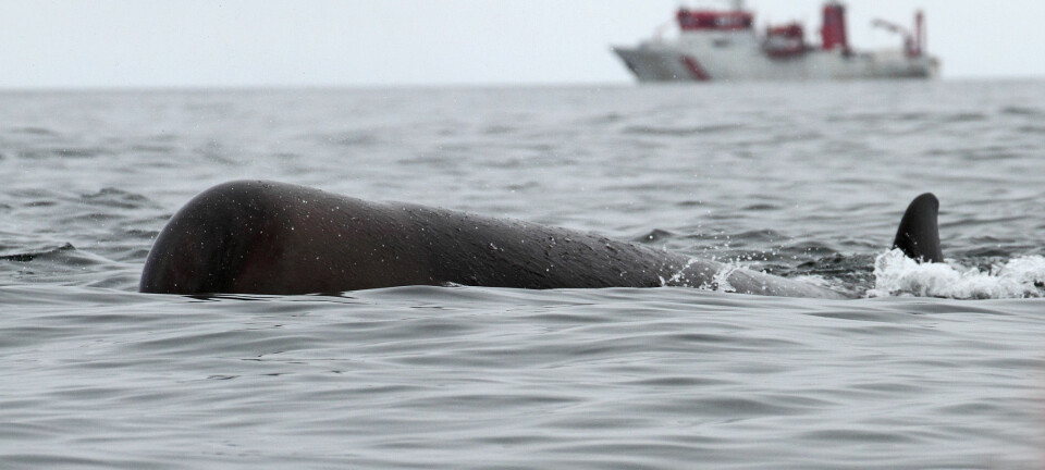 FFI forskningsfartøy HU Sverdrup II på hvalforskning for å undersøke om hvalene endrer atferd når de utsettes for lyden fra militære sonarer.  (Foto: FFI )