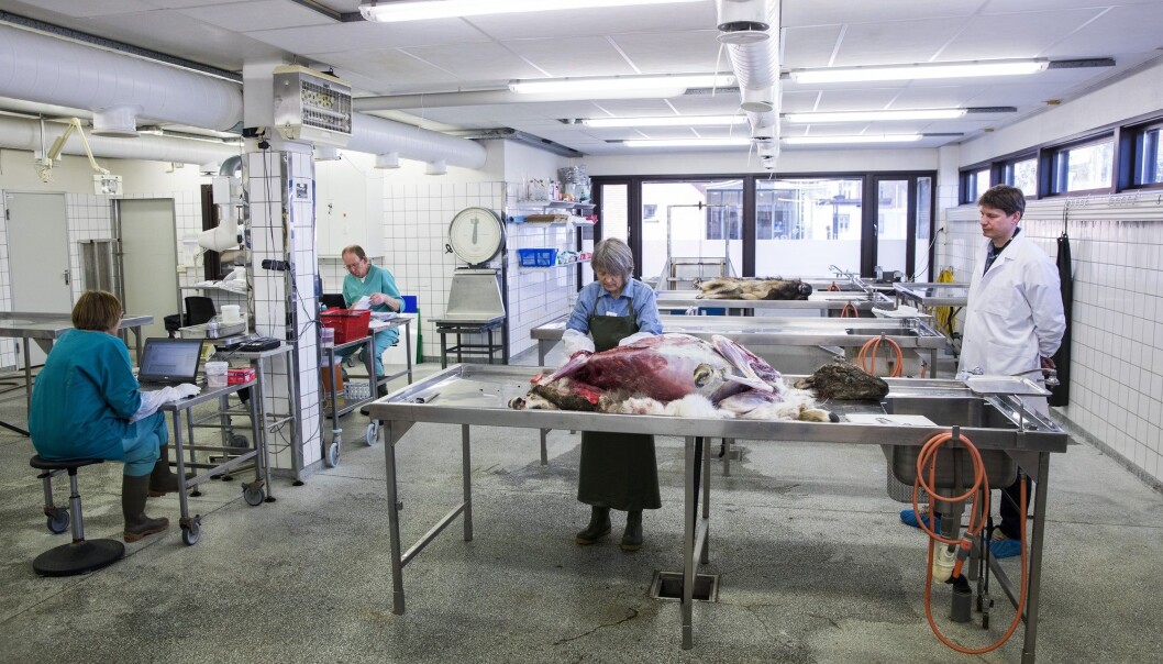 Obduksjon av et reinsdyr på Veterinærinstituttet i Oslo i mai 2017. Både Veterinærinstituttet og Veterinærhøgskolen på Adamstuen i Oslo skal flytte til Ås i 2020. Nå er det klart at avdelinger i flere norske byer legges ned for å spare penger. (Foto: Tore Meek / NTB scanpix) Obduksjon av et reinsdyr på Veterinærinstituttet i Oslo i mai 2017. Både Veterinærinstituttet og Veterinærhøgskolen på Adamstuen i Oslo skal flytte til Ås i 2020. Nå er det klart at avdelinger i flere norske byer legges ned for å spare penger. (Foto: Tore Meek / NTB scanpix)