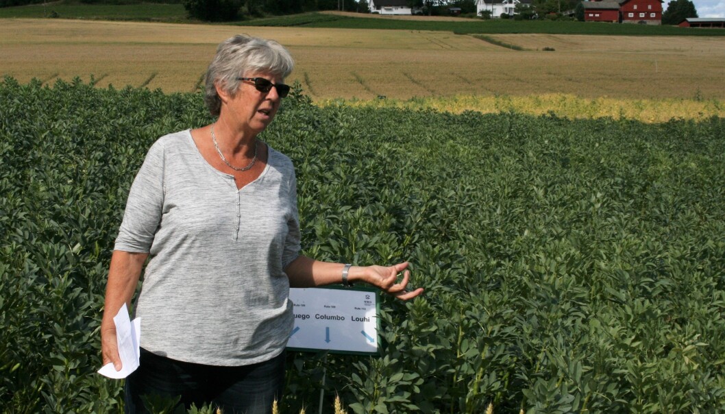 Forskeren Unni Abrahamsen mener at vi bør produsere så mye planteprotein som mulig her i landet. (Foto: NIBIO) Forskeren Unni Abrahamsen mener at vi bør produsere så mye planteprotein som mulig her i landet. (Foto: NIBIO)