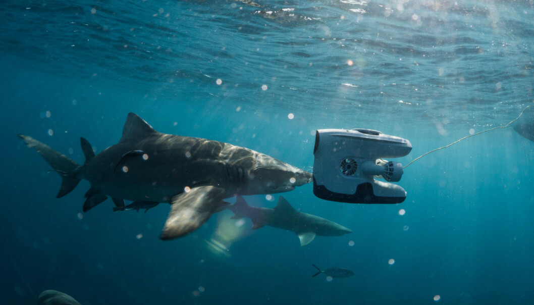 Bruk av undervannsdrone i varme farvann. (Foto: Hege Røkenes, Blueye Robotics) Bruk av undervannsdrone i varme farvann. (Foto: Hege Røkenes, Blueye Robotics)