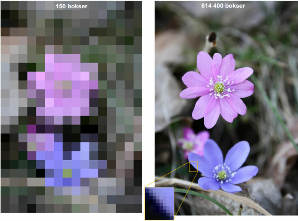 Digitale bilder består av bokser. Dersom det tar ett sekund å regne ut fargen i en boks, vil bildet til venstre ta litt over to minutter, mens bildet til høyre vil ta over en uke. Innen den tid har blomsten visnet. (Foto: Karina Hjelmervik)