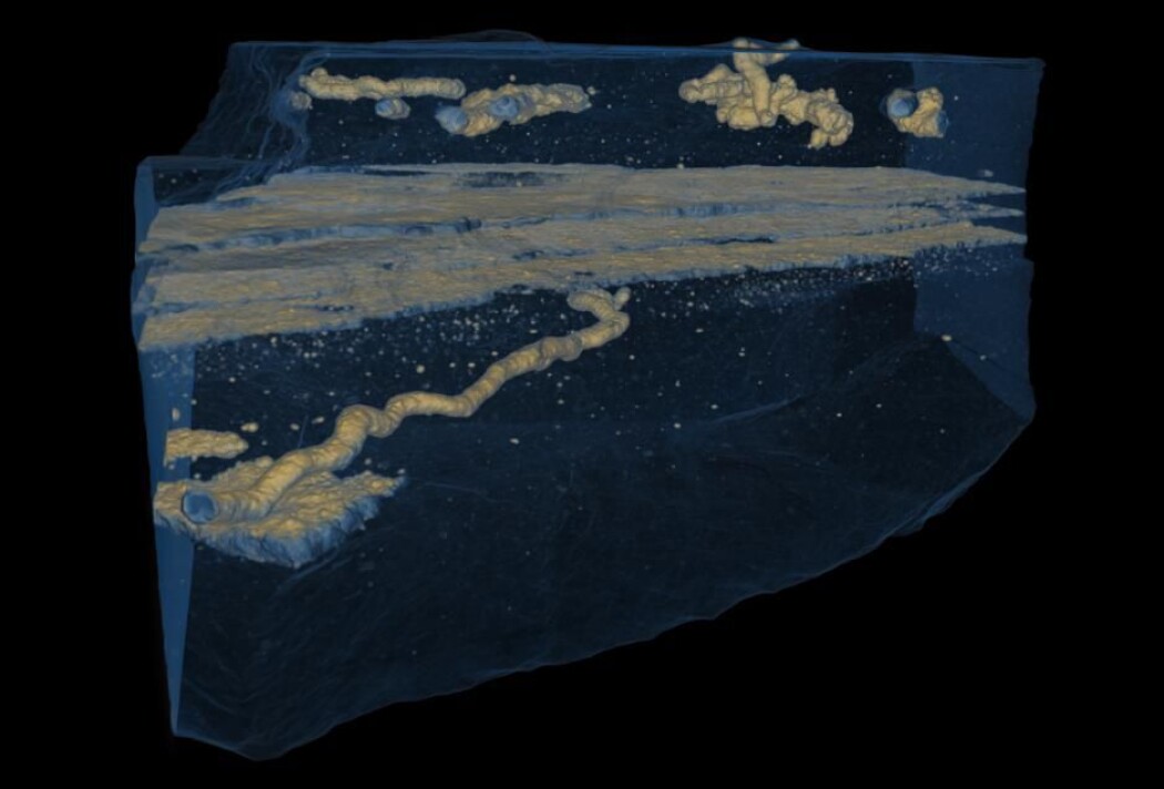 3D-konstruksjon av gjennomsiktige ganger gravet for 2,1 milliarder år siden, skapt gjennom røntgenskanning. (Illustrasjon: Albani et al., 2019) 3D-konstruksjon av gjennomsiktige ganger gravet for 2,1 milliarder år siden, skapt gjennom røntgenskanning. (Illustrasjon: Albani et al., 2019)