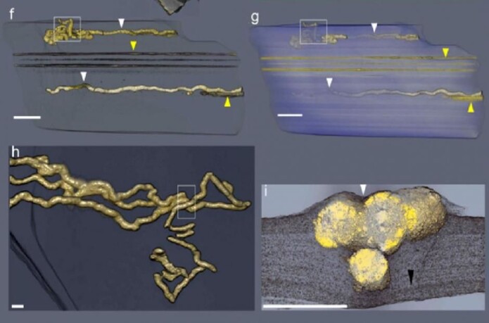Gjennom en metode som kalles røntgen-mikrotomografi har forskerne laget 3D-modeller av gangene som de tidlige organismene har laget. (f) og (g): størrelsen på gangene sett utenfra. (h): ganger på langs av hverandre. Boksen i h viser hvor tverrsnittsbildet (i) er tatt fra. (Illustrasjoner: Albani et al., 2019) Gjennom en metode som kalles røntgen-mikrotomografi har forskerne laget 3D-modeller av gangene som de tidlige organismene har laget. (f) og (g): størrelsen på gangene sett utenfra. (h): ganger på langs av hverandre. Boksen i h viser hvor tverrsnittsbildet (i) er tatt fra. (Illustrasjoner: Albani et al., 2019)