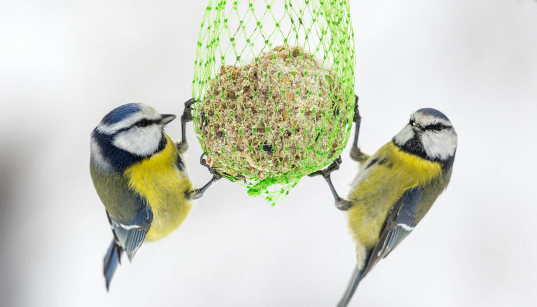 De som kikker på småfugler har bedre mental helse