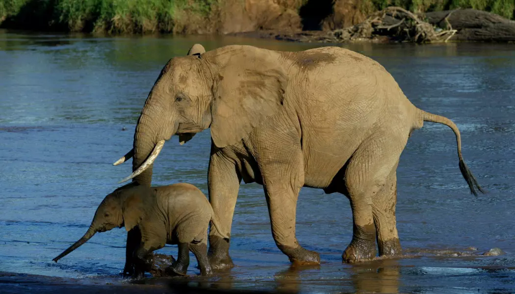 Den afrikanske elefanten er sårbar blant annet fordi den blir jaktet på. Krypskyttere dreper den for å bruke støttennene til produkter av elfenben. (Foto: Karel Prinsloo/AP/NTB scanpix)