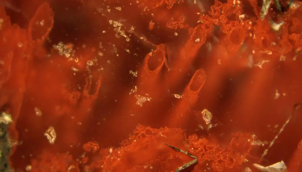 I denne bergarten fra Nuvvuagittuq Supracrustal Belt i Canada, er det spor etter jordas eldste livsformer. Mikroskopiske rørlignende strukturer med det røde jernoksidmineralet hematitt.  (Foto: Matthew Dodd)