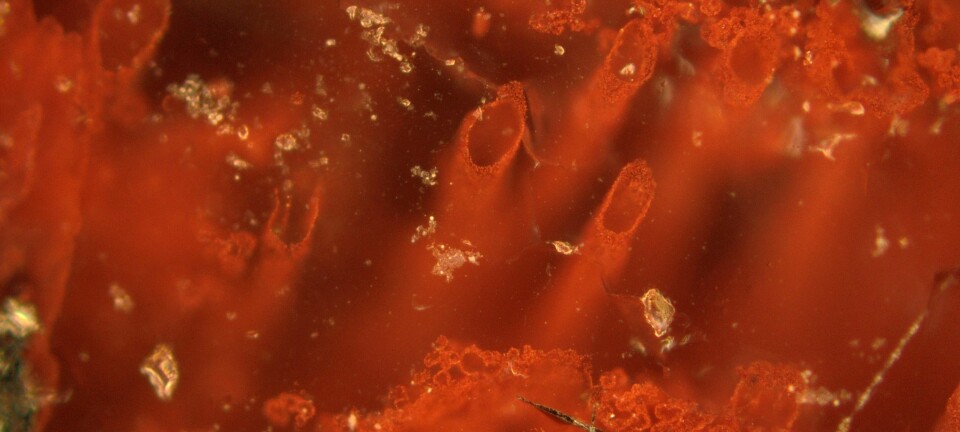 I denne bergarten fra Nuvvuagittuq Supracrustal Belt i Canada, er det spor etter jordas eldste livsformer. Mikroskopiske rørlignende strukturer med det røde jernoksidmineralet hematitt.  (Foto: Matthew Dodd)