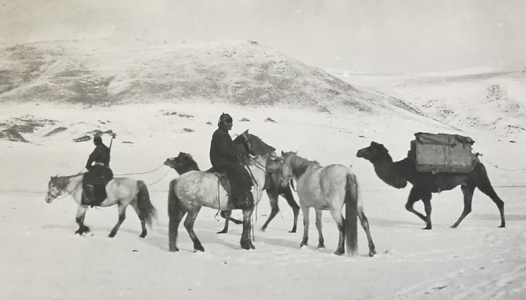 Dette er eitt av dei 10 000 fotografia i Mamen-samlinga som Kulturhistorisk museum overtar. Oscar Mamen var ein norsk eventyrar som saman med kjærasten sin, antropologen Ethel Lindgren, tok bilete av folk og dyr i Mongolia mellom 1924 og 1932. (Foto: Oscar Mamen) Dette er eitt av dei 10 000 fotografia i Mamen-samlinga som Kulturhistorisk museum overtar. Oscar Mamen var ein norsk eventyrar som saman med kjærasten sin, antropologen Ethel Lindgren, tok bilete av folk og dyr i Mongolia mellom 1924 og 1932. (Foto: Oscar Mamen)