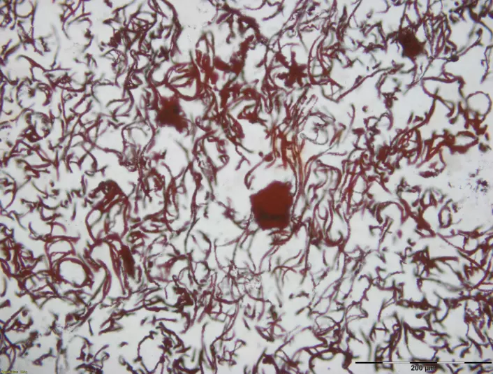 Ved Løkken i Sør-Trøndelag finnes mikroskopiske trådformede spor av bakterier som levde av å omdanne jern til jernoksid ved varme kilder på havbunnen for 480 millioner år siden, likt det vi finner i de minst 3770 millioner år gamle bergartene i Nordøst-Canada. (Foto: Matthew Dodd)