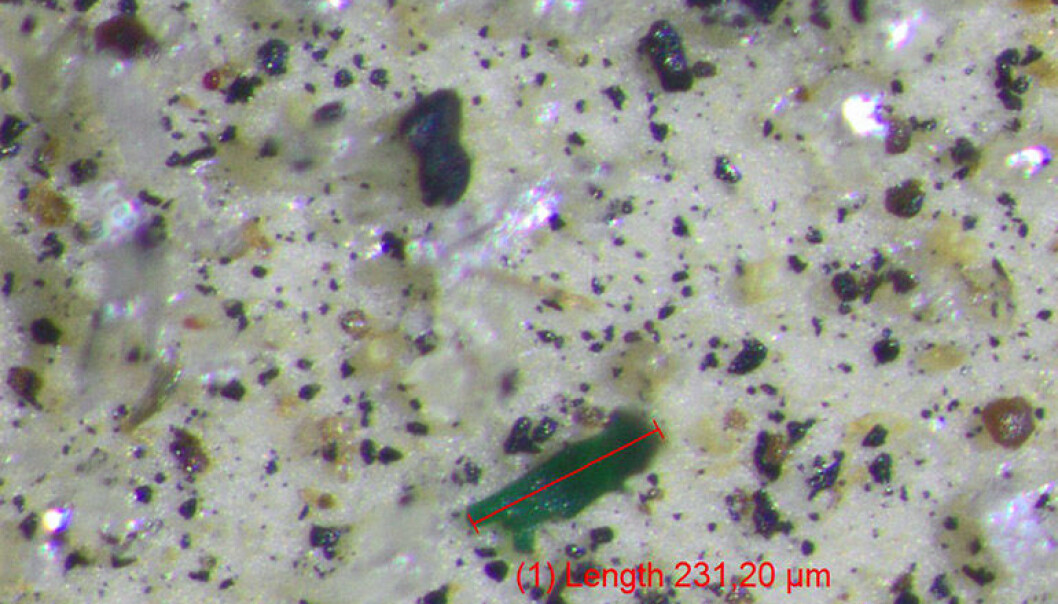 Denne prøven er hentet fra kontinentalskråningen, nær Storneset i Norskehavet. Havdyp: 964 meter. For å forstå størrelsen på plastbiten: 100 µm (100 mikrometer) = 0, 1 millimeter. (Foto: NGU) Denne prøven er hentet fra kontinentalskråningen, nær Storneset i Norskehavet. Havdyp: 964 meter. For å forstå størrelsen på plastbiten: 100 µm (100 mikrometer) = 0, 1 millimeter. (Foto: NGU)