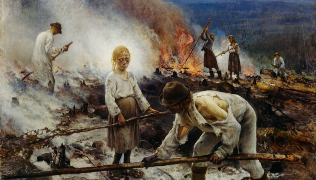På 1600- og 1700-tallet økte hyppigheten av skogbranner dramatisk. I gjennomsnitt gikk tiden mellom hver skogbrann ned fra 73 til 37 år. Mange av brannsårene i årringene var dessuten tidlig i treets vekstsesong, noe som praktisk talt ikke forekom i den tidlige perioden. Dette sammenfaller med menneskets bruk av brann for å bedre beiteforholdene for husdyra og svedjebruk eller bråtebrenning der de kunne dyrke rug og nepe. Slikt svedjebruk var fremdeles vanlig i Nord-Finland på slutten av 1800-tallet, slik det er vist i maleriet «Trälar under penningen», av den finske kunstneren Eero Järnefelt i 1893. Maleriet henger i dag på Ateneum, Finlands nasjonalmuseum i Helsinki. (Foto: Wikimedia Commons) På 1600- og 1700-tallet økte hyppigheten av skogbranner dramatisk. I gjennomsnitt gikk tiden mellom hver skogbrann ned fra 73 til 37 år. Mange av brannsårene i årringene var dessuten tidlig i treets vekstsesong, noe som praktisk talt ikke forekom i den tidlige perioden. Dette sammenfaller med menneskets bruk av brann for å bedre beiteforholdene for husdyra og svedjebruk eller bråtebrenning der de kunne dyrke rug og nepe. Slikt svedjebruk var fremdeles vanlig i Nord-Finland på slutten av 1800-tallet, slik det er vist i maleriet «Trälar under penningen», av den finske kunstneren Eero Järnefelt i 1893. Maleriet henger i dag på Ateneum, Finlands nasjonalmuseum i Helsinki. (Foto: Wikimedia Commons)