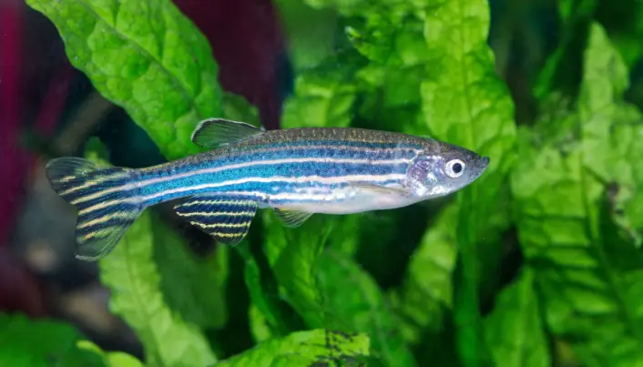Sebrafisken er populær både blant forskere og akvariumeiere. (Foto: Colourbox) Sebrafisken er populær både blant forskere og akvariumeiere. (Foto: Colourbox)