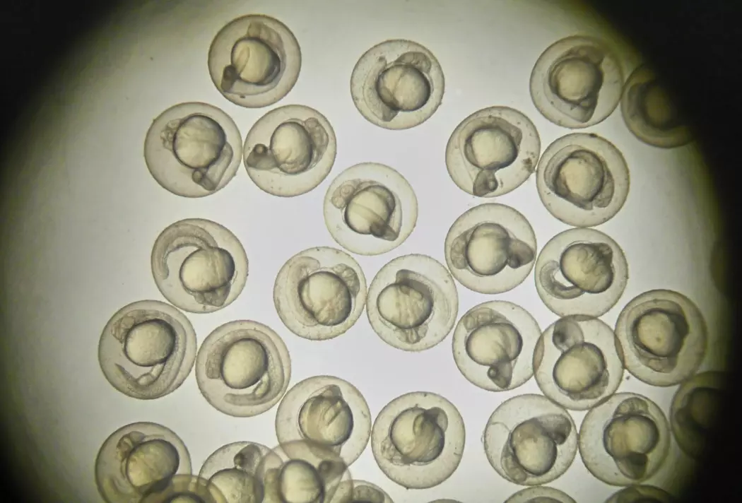 Befruktede sebrafisk-embryoer i mikroskopet. (Illustrasjonsfoto: Thanaporn Pinpart, Shutterstock / NTB scanpix)