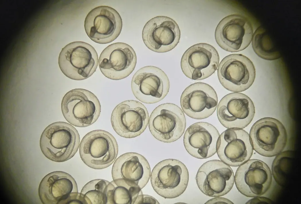Befruktede sebrafisk-embryoer i mikroskopet. (Illustrasjonsfoto: Thanaporn Pinpart, Shutterstock / NTB scanpix) Befruktede sebrafisk-embryoer i mikroskopet. (Illustrasjonsfoto: Thanaporn Pinpart, Shutterstock / NTB scanpix)