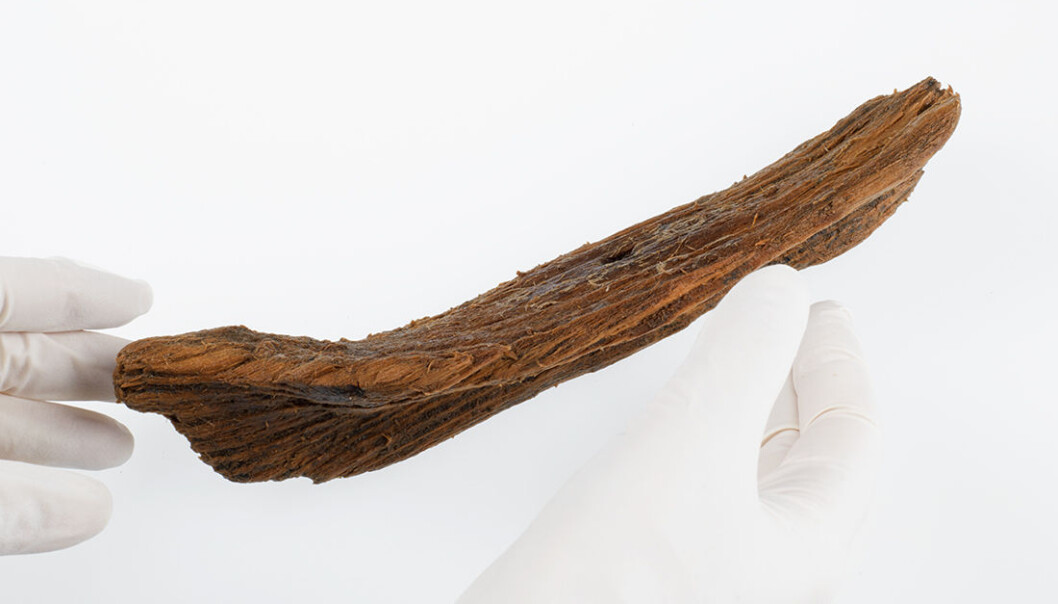 Å finne en 1000 år gammel skandinavisk lekebåt er ikke så vanlig, men det er ikke helt uvanlig heller. Faktisk ble en lignende båt, både i alder og konstruksjon, funnet i sentrum av Trondheim i 1900. (Foto: Åge Hojem / NTNU Vitenskapsmuseet) Å finne en 1000 år gammel skandinavisk lekebåt er ikke så vanlig, men det er ikke helt uvanlig heller. Faktisk ble en lignende båt, både i alder og konstruksjon, funnet i sentrum av Trondheim i 1900. (Foto: Åge Hojem / NTNU Vitenskapsmuseet)