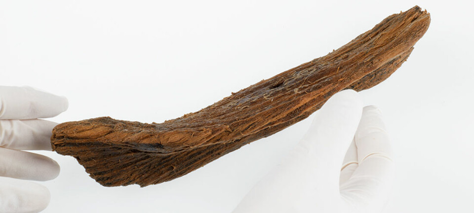 Å finne en 1000 år gammel skandinavisk lekebåt er ikke så vanlig, men det er ikke helt uvanlig heller. Faktisk ble en lignende båt, både i alder og konstruksjon, funnet i sentrum av Trondheim i 1900. (Foto: Åge Hojem / NTNU Vitenskapsmuseet)