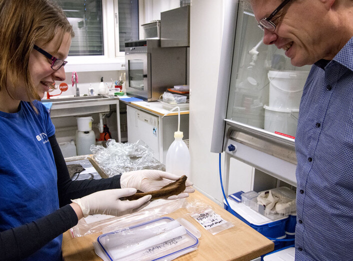 Ellen Randerz (venstre) og Ulf Fransson fra NTNU Vitenskapsmuseet, ser på lekebåten fra utgravningene på Ørland. Randerz er konservator på museet og Fransson var en av feltlederne for utgravningen. (Foto: Åge Hojem / NTNU Vitenskapsmuseet) Ellen Randerz (venstre) og Ulf Fransson fra NTNU Vitenskapsmuseet, ser på lekebåten fra utgravningene på Ørland. Randerz er konservator på museet og Fransson var en av feltlederne for utgravningen. (Foto: Åge Hojem / NTNU Vitenskapsmuseet)