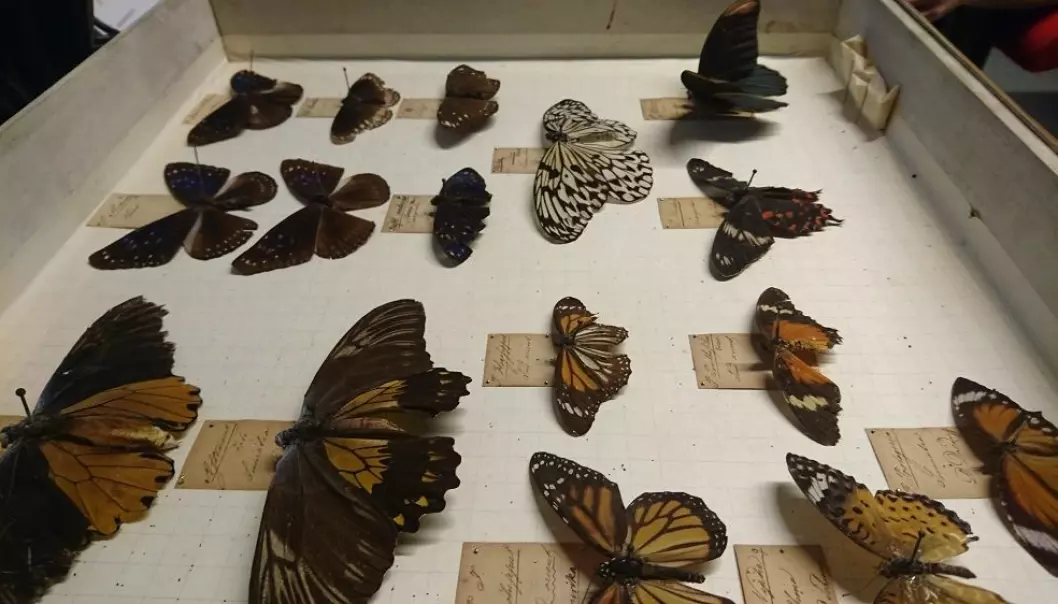 Disse sommerfuglene er over 200 år gamle
