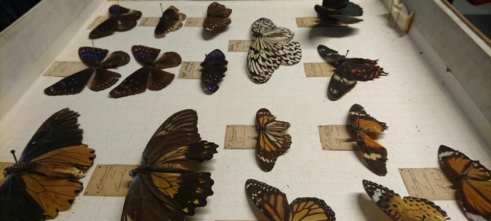 De har fremdeles noe livaktig over seg, men disse sommerfuglene har stått dødsens stille i over 200 år. De er en del av insektsamlingen som ble starten på insektforskningen i Norge. (Foto: Marianne Nordahl)