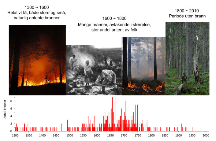 Antall skogbranner per år fra 1300 og frem til i dag innenfor et 74 kvadratkilometer stort skoglandskap i Trillemarka-Rollagsfjell naturreservat. De eldste brannene var fra før Svartedauden (1350). Resultatene avdekket et mønster der klimaet bestemte antall skogbranner frem til 1625, etterfulgt av perioder på 1600-1700-tallet med mange menneskeskapte branner. På 1800-1900-tallet avtok brannhyppigheten på grunn av forbud mot brenning i skog og utmark og økende verdi på tømmeret. (Foto: Erik Holand, Ken Olaf Storaunet, NIBIO og Jørund Rolstad, NIBIO. Maleri: Eero Järnefelt, Ateneum) Antall skogbranner per år fra 1300 og frem til i dag innenfor et 74 kvadratkilometer stort skoglandskap i Trillemarka-Rollagsfjell naturreservat. De eldste brannene var fra før Svartedauden (1350). Resultatene avdekket et mønster der klimaet bestemte antall skogbranner frem til 1625, etterfulgt av perioder på 1600-1700-tallet med mange menneskeskapte branner. På 1800-1900-tallet avtok brannhyppigheten på grunn av forbud mot brenning i skog og utmark og økende verdi på tømmeret. (Foto: Erik Holand, Ken Olaf Storaunet, NIBIO og Jørund Rolstad, NIBIO. Maleri: Eero Järnefelt, Ateneum)