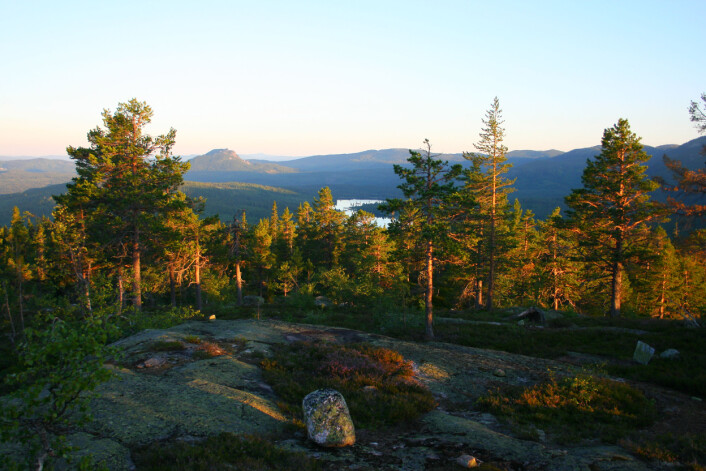 Formålet med skogreservater slik som Trillemarka-Rollagsfjell naturreservat i Buskerud er å bevare naturskogsområder som økosystem med tilhørende naturlig plante- og dyreliv og naturlige prosesser. Siden 1300-tallet har det vært flere hundre skogbranner i området. Nå er det over 200 år siden siste skogbrann av noe størrelse i Trillemarka. Her utsikt fra Heimseteråsen mot Tekslehogget. (Foto: Jørund Rolstad, NIBIO) Formålet med skogreservater slik som Trillemarka-Rollagsfjell naturreservat i Buskerud er å bevare naturskogsområder som økosystem med tilhørende naturlig plante- og dyreliv og naturlige prosesser. Siden 1300-tallet har det vært flere hundre skogbranner i området. Nå er det over 200 år siden siste skogbrann av noe størrelse i Trillemarka. Her utsikt fra Heimseteråsen mot Tekslehogget. (Foto: Jørund Rolstad, NIBIO)