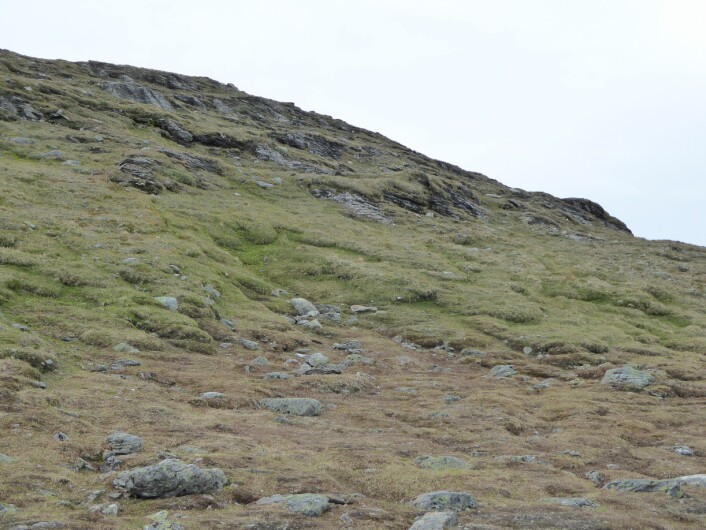 Gradienten fra snøleie i bunnen til rabbe på toppen. Fjellheia er det litt grønnere beltet mellom brunt snøleie og rabbe med flekker av bart fjell. (Foto: HAU) Gradienten fra snøleie i bunnen til rabbe på toppen. Fjellheia er det litt grønnere beltet mellom brunt snøleie og rabbe med flekker av bart fjell. (Foto: HAU)