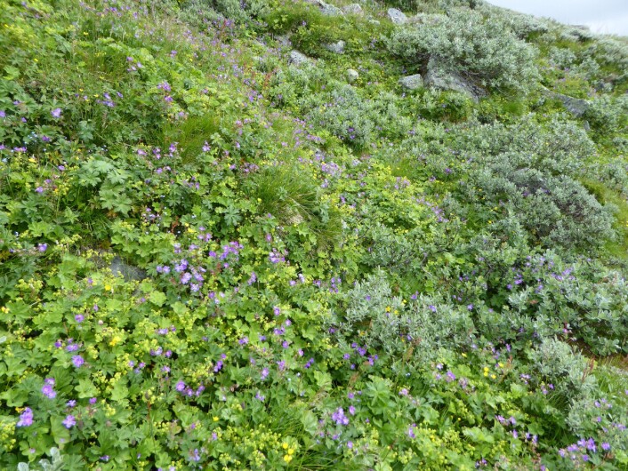 Veldig frodig fjellhei, med skogstorkenebb, marikåpe og vier. (Foto: HAU) Veldig frodig fjellhei, med skogstorkenebb, marikåpe og vier. (Foto: HAU)