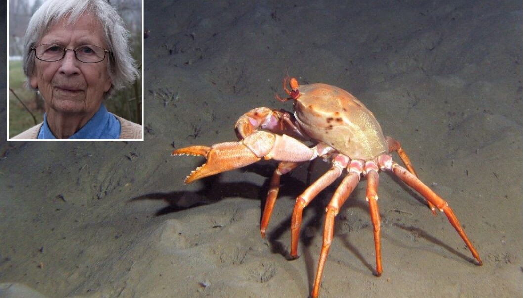 Denne krabben har endelig fått et norsk navn: maritkrabbe. Innfelt Marit E. Christiansen som har gitt opphav til navnet. (Foto: T. Lundälv, Sven Lovén Centre, Göteborgs universitet. Med tillatelse fra Andre Freiwald, Senckenberg am Meer. Bilde av Marit E. Christiansen: Eivind Torgersen) Denne krabben har endelig fått et norsk navn: maritkrabbe. Innfelt Marit E. Christiansen som har gitt opphav til navnet. (Foto: T. Lundälv, Sven Lovén Centre, Göteborgs universitet. Med tillatelse fra Andre Freiwald, Senckenberg am Meer. Bilde av Marit E. Christiansen: Eivind Torgersen)