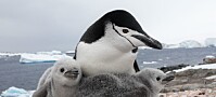 På tokt i Antarktis: Forskere skal studere dyrelivet i lite utforsket havområde