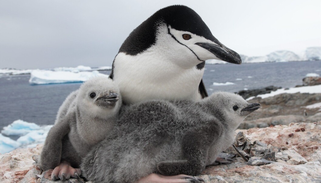 Det knyttes mange ubesvarte spørsmål til dyrelivet og økosystemer i Antarktis, og spesielt til livet i havet. Her er en ringpingvinfamilie som nylig ble observert på Kopaitic Island i Vest-Antarktis. (Foto: Audun Narvestad, Norsk Polarinstitutt) Det knyttes mange ubesvarte spørsmål til dyrelivet og økosystemer i Antarktis, og spesielt til livet i havet. Her er en ringpingvinfamilie som nylig ble observert på Kopaitic Island i Vest-Antarktis. (Foto: Audun Narvestad, Norsk Polarinstitutt)