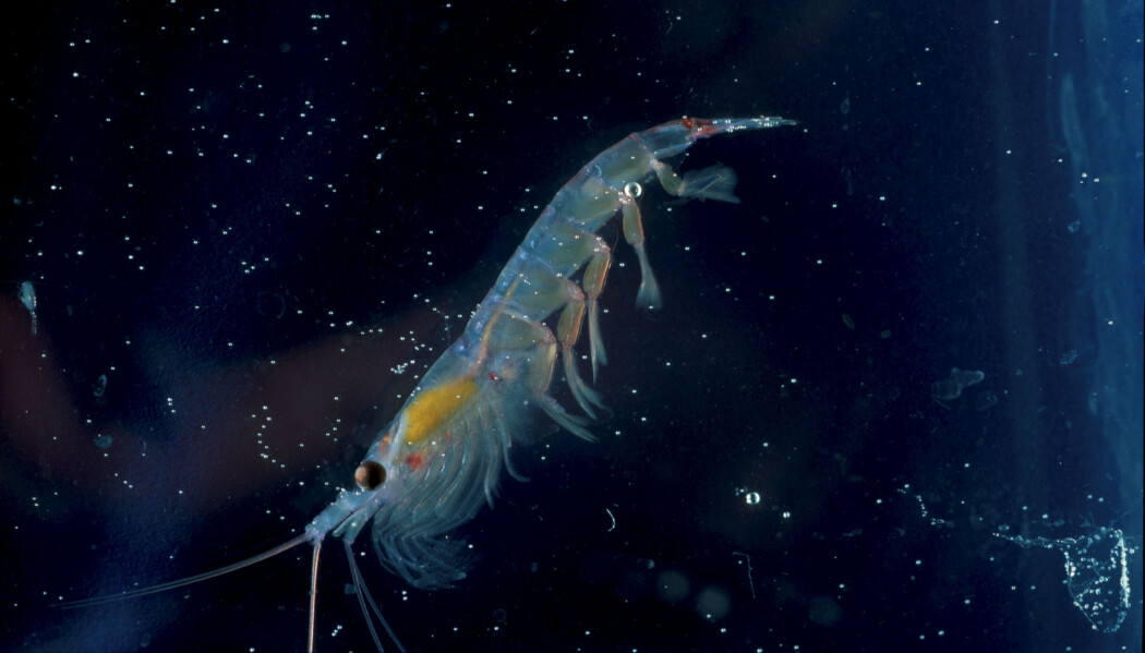 Krill er viktig føde for en rekke arter i Antarktis. Men forskning viser indikasjoner på at global oppvarming, i tillegg til havforsuring, kan få konsekvenser for de krillbaserte økosystemene. (Foto: Tor Ivan Karlsen, Norsk Polarinstitutt) Krill er viktig føde for en rekke arter i Antarktis. Men forskning viser indikasjoner på at global oppvarming, i tillegg til havforsuring, kan få konsekvenser for de krillbaserte økosystemene. (Foto: Tor Ivan Karlsen, Norsk Polarinstitutt)