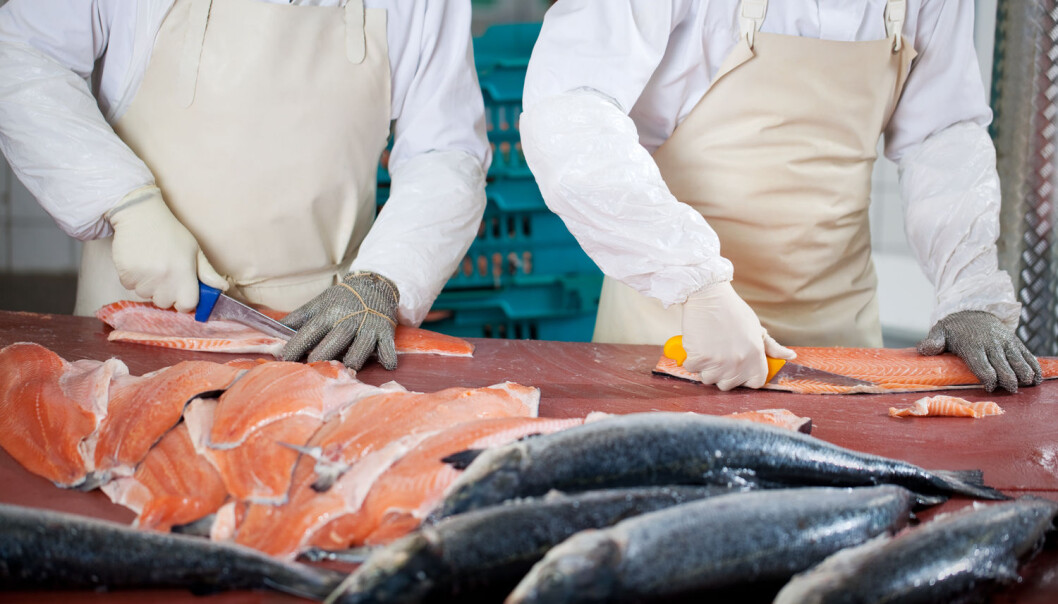 Kina-sjokket: Filetering og pakking av fisk er blant jobbene som har blitt hardt rammet av Kina-importen. (Foto: Shutterstock / NTB scanpix) Kina-sjokket: Filetering og pakking av fisk er blant jobbene som har blitt hardt rammet av Kina-importen. (Foto: Shutterstock / NTB scanpix)