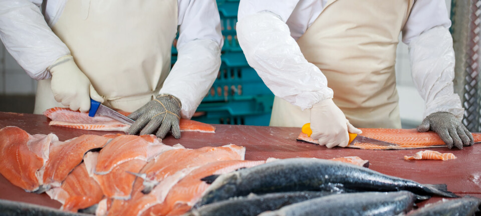 Kina-sjokket: Filetering og pakking av fisk er blant jobbene som har blitt hardt rammet av Kina-importen. (Foto: Shutterstock / NTB scanpix)