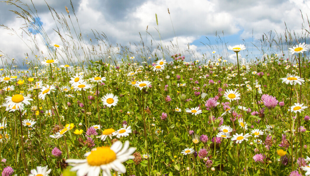Det er ikke for sent. Og vi kan alle bidra, uansett hvor vi bor. (Foto: kritskaya / Shutterstock / NTB scanpix) Det er ikke for sent. Og vi kan alle bidra, uansett hvor vi bor. (Foto: kritskaya / Shutterstock / NTB scanpix)