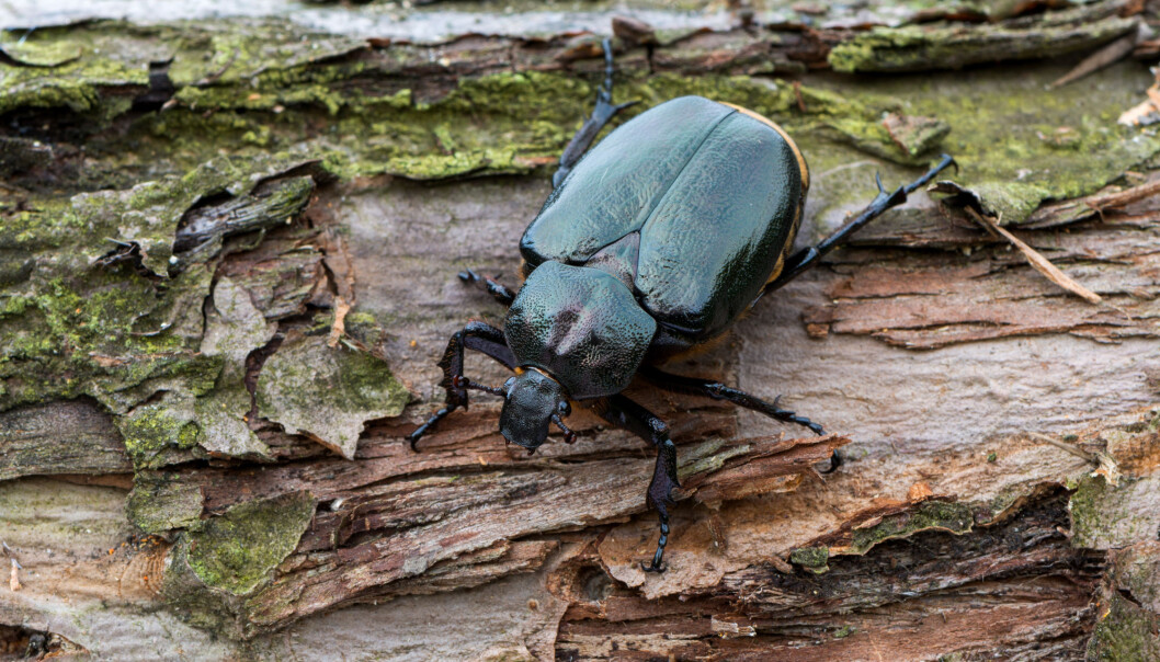 Eremitten (Osmoderma eremita) er en billene som nå knapt er å finne i norsk skog. (Foto: Marek R. Swadzba / Shutterstock / NTB scanpix) Eremitten (Osmoderma eremita) er en billene som nå knapt er å finne i norsk skog. (Foto: Marek R. Swadzba / Shutterstock / NTB scanpix)