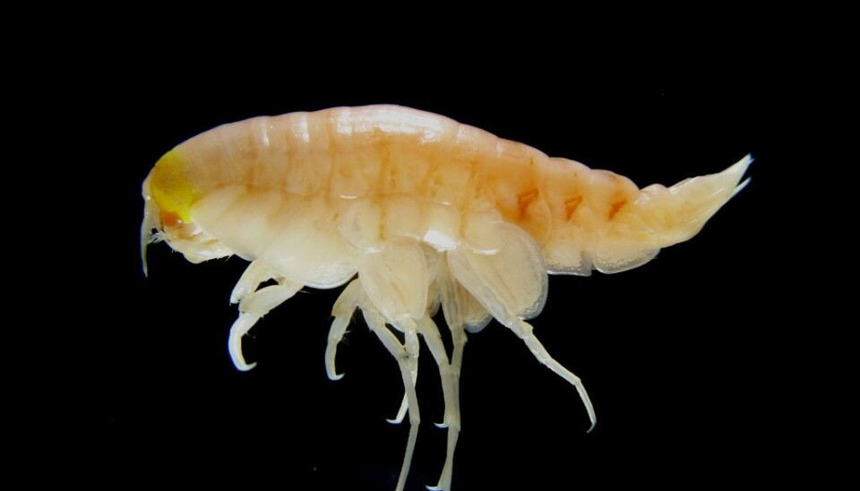 Hirondellea gigas lever i bunnen av de dypeste havgropene. Den spiser organisk materiale som synker ned i dypet. Men til tross for det avsidesliggende leveområdet er den full av PCB og bromerte flammehemmere. (Foto: Dr. Alan Jamieson, Newcastle University)