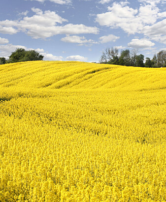 Blomstrende monokulturer er ingen løsning. Her får insektene en overflod av mat i noen uker. Men etterpå er det sveltihjel. (Foto: Mikael Damkier / Shutterstock / NTB scanpix) Blomstrende monokulturer er ingen løsning. Her får insektene en overflod av mat i noen uker. Men etterpå er det sveltihjel. (Foto: Mikael Damkier / Shutterstock / NTB scanpix)