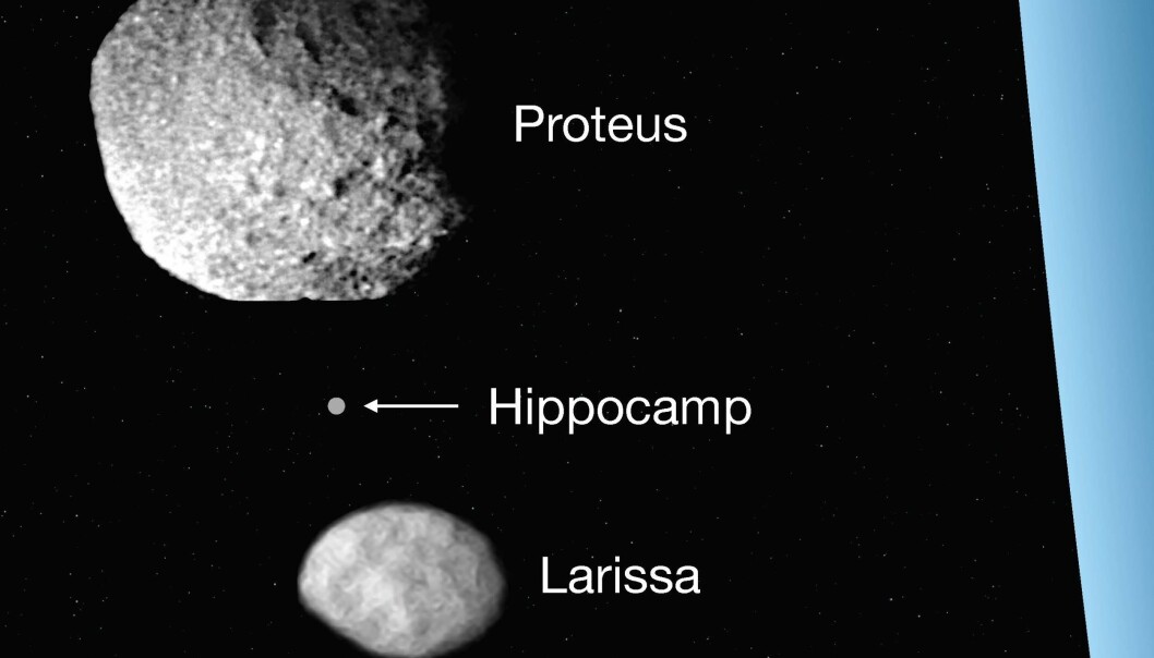 Bittelille Hippocamp går i bane rundt Neptun (i blått til høyre) mellom storesøsknene Larissa og Proteus. (Illustrasjon: Mark R. Showalter, SETI Institute) Bittelille Hippocamp går i bane rundt Neptun (i blått til høyre) mellom storesøsknene Larissa og Proteus. (Illustrasjon: Mark R. Showalter, SETI Institute)