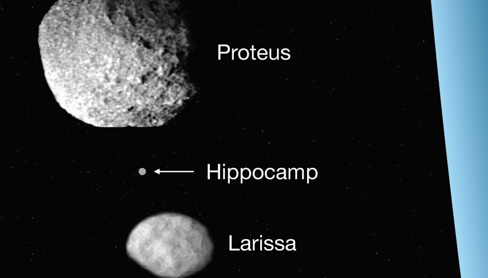 Bittelille Hippocamp går i bane rundt Neptun (i blått til høyre) mellom storesøsknene Larissa og Proteus. (Illustrasjon: Mark R. Showalter, SETI Institute)