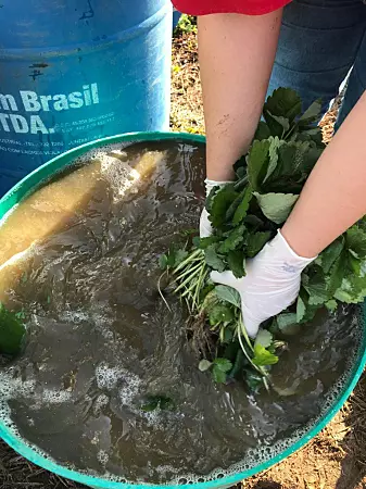 Forskarane dyppa røtene til jordbærplanter i ei løysing med utvalde nyttesopp. (Foto: Fernanda Canassa / São Paulo University)