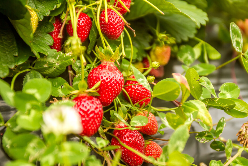 Forskarane dyppa jordbærplantenes røter i ei løysing med nyttesopp. Soppen lever inne i planten og fungerer nærmast som ei sikringsvakt. (Illustrasjonsfoto: Elena Yakusheva / Shutterstock / NTB scanpix) Forskarane dyppa jordbærplantenes røter i ei løysing med nyttesopp. Soppen lever inne i planten og fungerer nærmast som ei sikringsvakt. (Illustrasjonsfoto: Elena Yakusheva / Shutterstock / NTB scanpix)