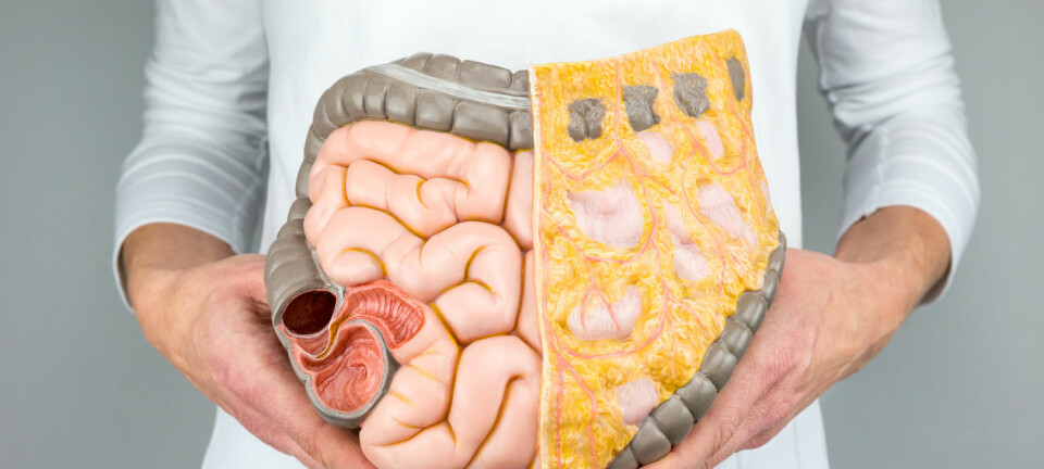 De ørsmå organismene som bor inni tarmen vår kan påvirke hele kroppen. (Foto: Ben Schonewille / Shutterstock / NTB scanpix)