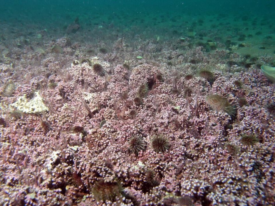 I sjeldne tilfeller kan rødalger vokse i korallignende formasjoner. Studien har for første gang identifisert 21 slike rev på Grønland. Legg også merke til kråkebollen som rasper av rødalgene. Kunnskap om rødalgeforekomster på Grønland kan i fremtiden kanskje brukes til kommersiell fangst av kråkeboller. (Foto: Jonas Thormar)